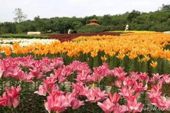 花卉播種應(yīng)該注意哪些方面？(圖6)