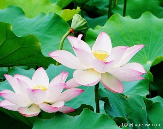 各種花卉對水的要求都是一樣的嗎？(圖3)