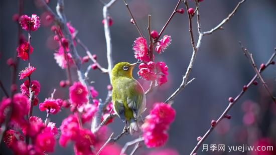 園林綠化養(yǎng)護需要注意哪些問題？(圖1)