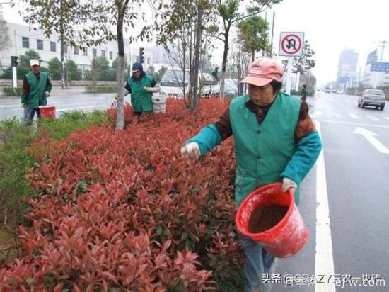國外的園林綠化是怎么養(yǎng)護(hù)的？(圖6)