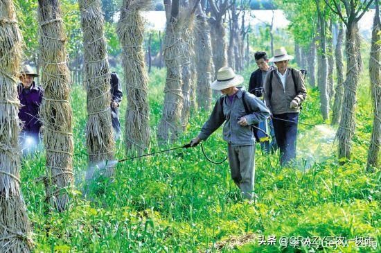 國外的園林綠化是怎么養(yǎng)護(hù)的？(圖5)