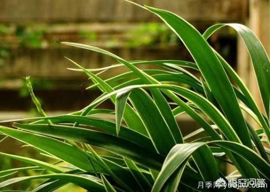 多年生的草本花卉品種的花有什么花？(圖1)