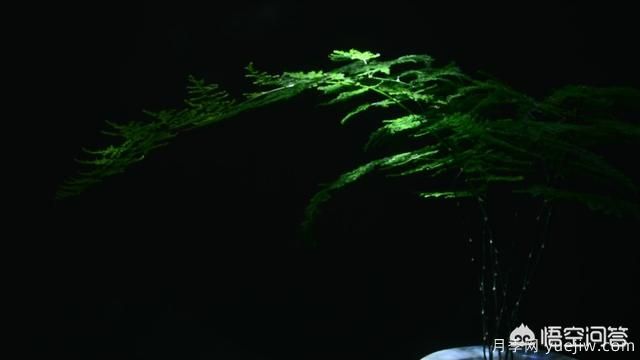 多年生的草本花卉品種的花有什么花？(圖2)