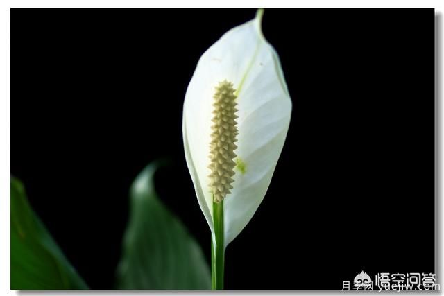 多年生的草本花卉品種的花有什么花？(圖5)