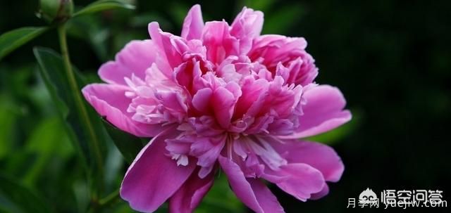 多年生的草本花卉品種的花有什么花？(圖8)