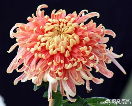 多年生的草本花卉品種的花有什么花？(圖7)