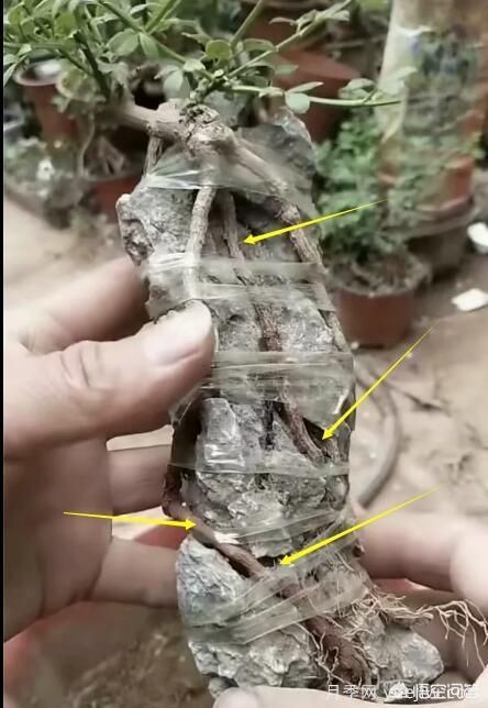 什么是山水盆景？山水盆景的形式有哪些？(圖7)