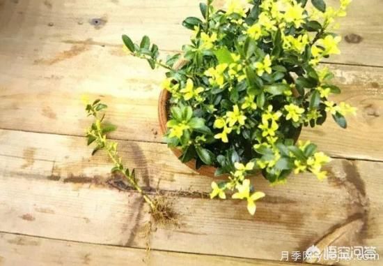 哪些樹種可以做街道綠化樹種？(圖20)