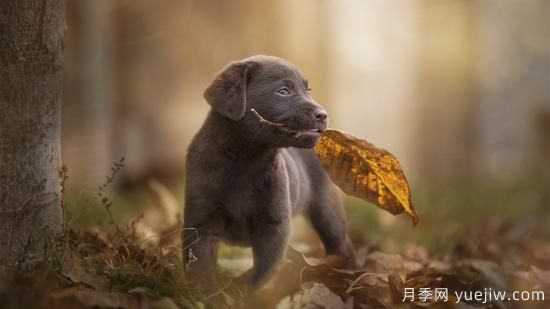 白玫瑰，粉玫瑰，紅玫瑰分別代表什么意思？(圖1)