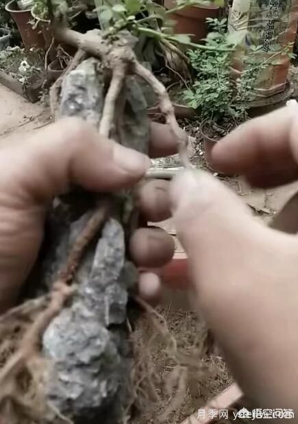什么是山水盆景？山水盆景的形式有哪些？(圖6)