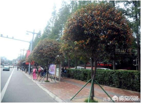 哪些樹種可以做街道綠化樹種？(圖2)