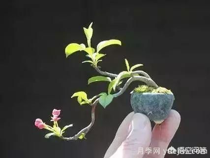 哪些樹種可以做街道綠化樹種？(圖6)