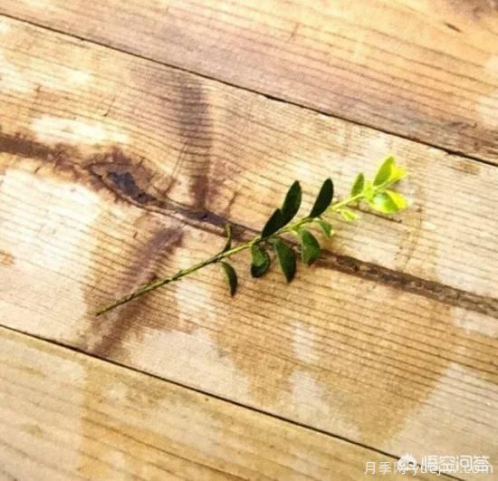 哪些樹種可以做街道綠化樹種？(圖10)