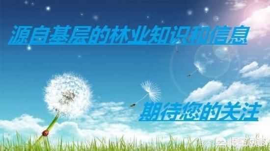 哪些樹種可以做街道綠化樹種？(圖4)
