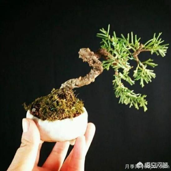哪些樹種可以做街道綠化樹種？(圖7)