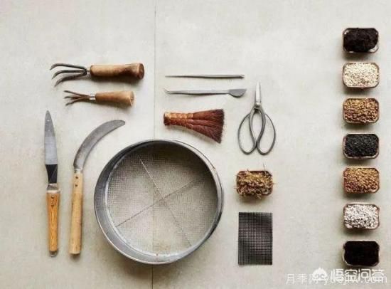 哪些樹種可以做街道綠化樹種？(圖8)