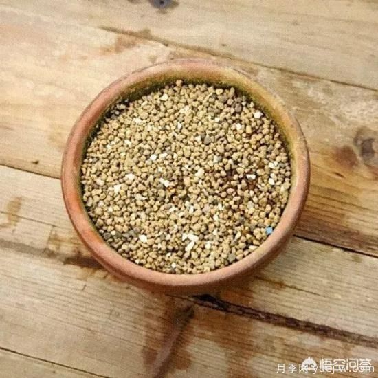哪些樹種可以做街道綠化樹種？(圖12)