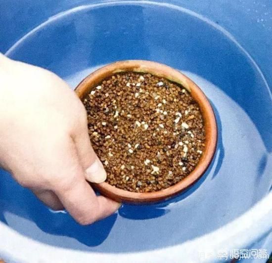 哪些樹種可以做街道綠化樹種？(圖13)