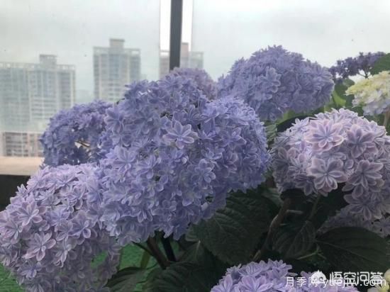 繡球花葉子小是怎么回事？(圖6)