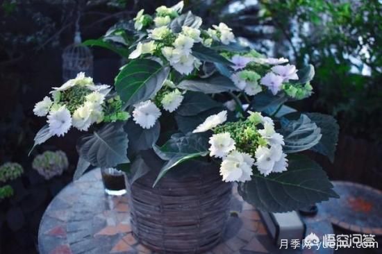 繡球花葉子小是怎么回事？(圖7)