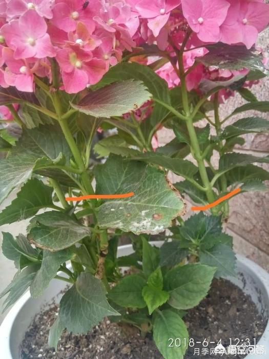 繡球花葉子小是怎么回事？(圖4)