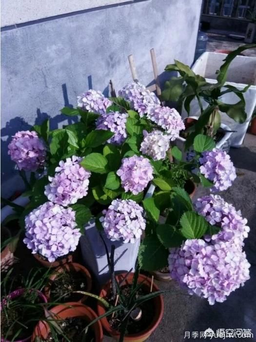 繡球花葉子小是怎么回事？(圖8)