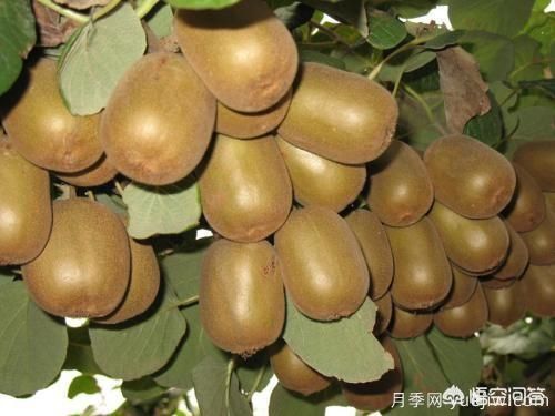 彩葉樹種哪些適合南方種植？表現(xiàn)要好些的！(圖1)