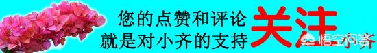 繡球花葉子小是怎么回事？(圖9)