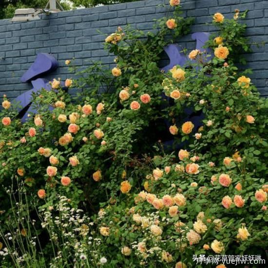 藤本月季的優(yōu)缺點(diǎn)是什么？有哪些？(圖7)