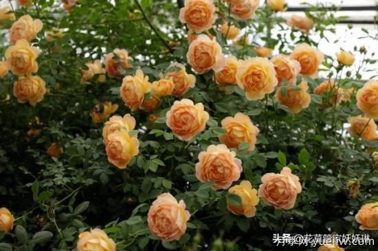 藤本月季的優(yōu)缺點(diǎn)是什么？有哪些？(圖10)