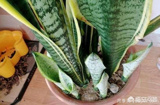 春季繁殖花卉苗木有哪幾種方法，如何來做你知道嗎？(圖5)