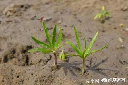 春季繁殖花卉苗木有哪幾種方法，如何來做你知道嗎？(圖2)