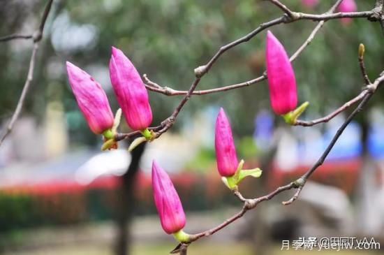 紅玉蘭與白玉蘭如何區(qū)分？(圖2)