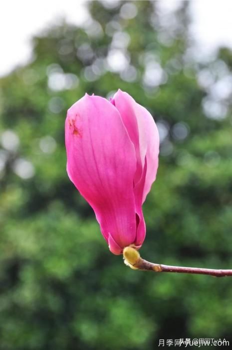 紅玉蘭與白玉蘭如何區(qū)分？(圖3)