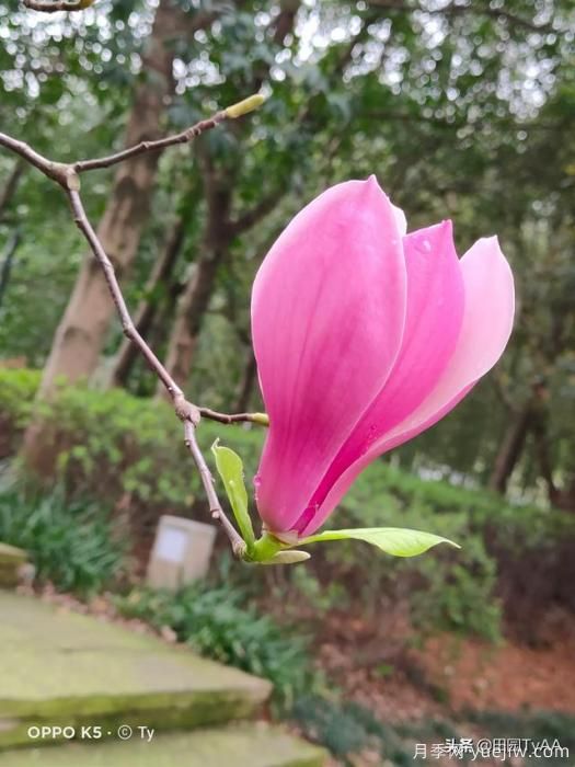 紅玉蘭與白玉蘭如何區(qū)分？(圖1)
