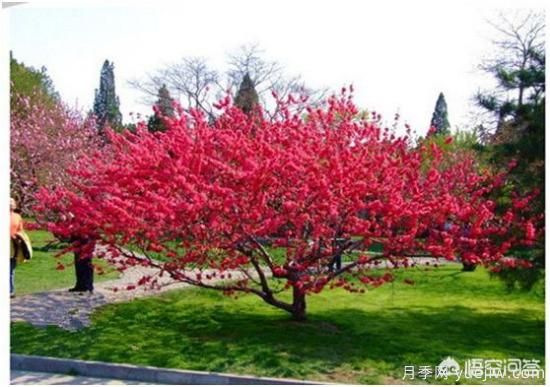 天津市哪賣月季花品種***多？(圖5)