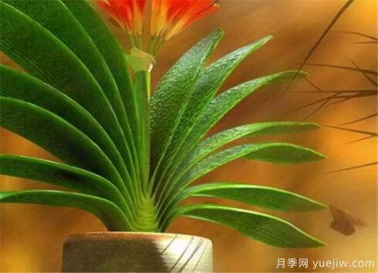 君子蘭的養(yǎng)殖方法和注意事項 君子蘭怎么養(yǎng)(圖1)