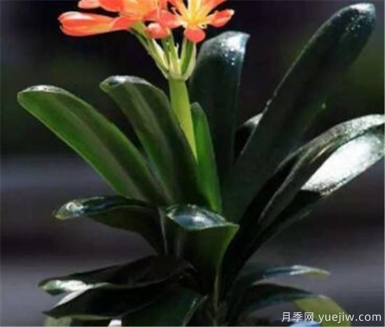 君子蘭的養(yǎng)殖方法和注意事項 君子蘭怎么養(yǎng)(圖3)