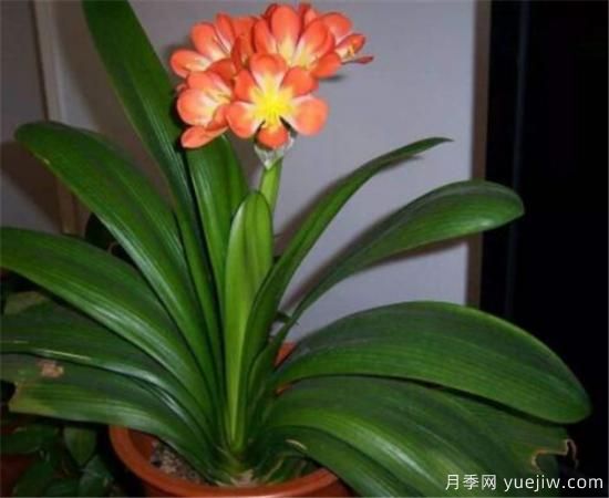 君子蘭的養(yǎng)殖方法和注意事項 君子蘭怎么養(yǎng)(圖2)