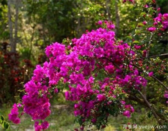 三角梅的養(yǎng)殖方法和開(kāi)花時(shí)間 三角梅產(chǎn)地(圖1)