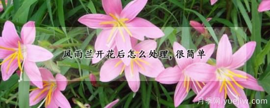 風(fēng)雨蘭開(kāi)花后怎么處理，很簡(jiǎn)單(圖1)
