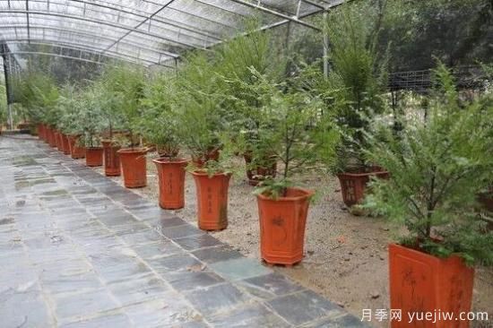 紅豆杉施什么肥好，紅豆杉施氮、磷、鉀肥***好(圖7)