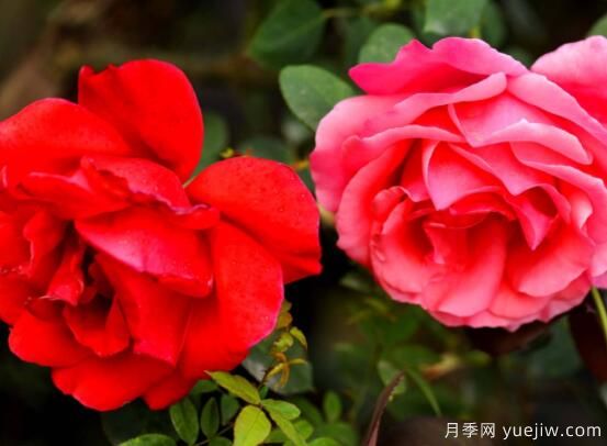 月季適合送給什么人，盤點送五個***適宜人(圖1)