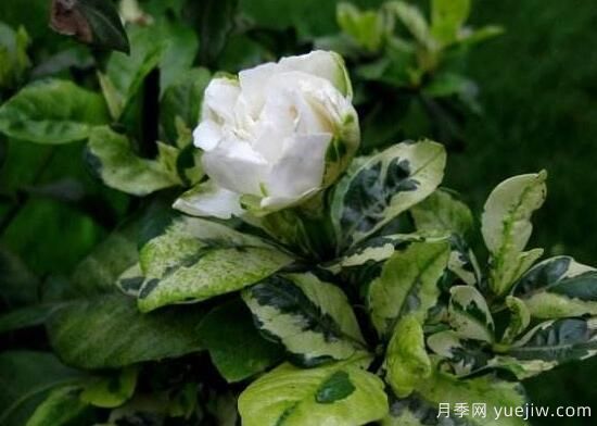 梔子花有哪些品種，梔子花品種圖片大全(圖5)