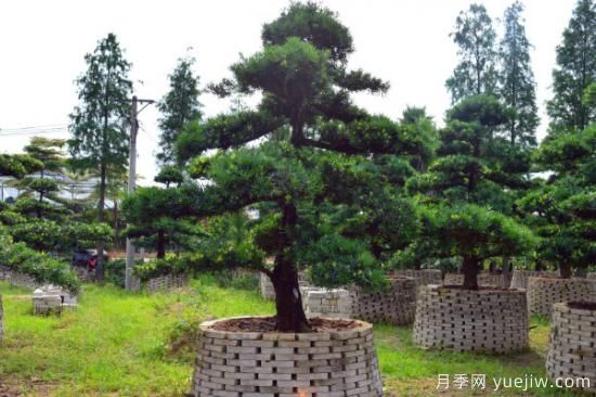 適合庭院種植的樹(圖3) 適合庭院種植的樹(圖3)