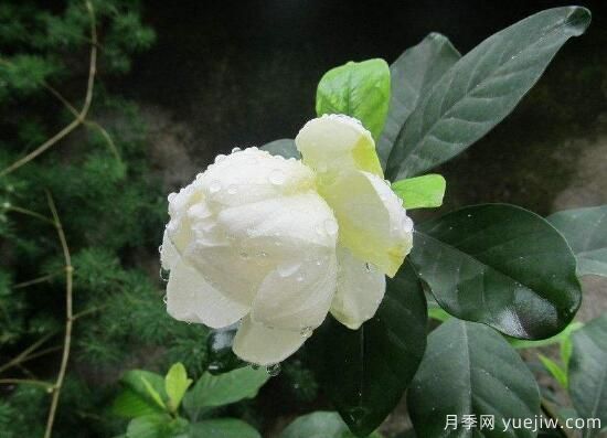 梔子花有哪些品種，梔子花品種圖片大全(圖4)