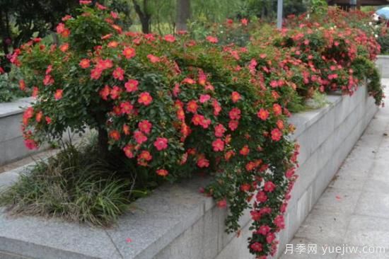 月季花品類(lèi)大全，月季花的5大品種(圖3)