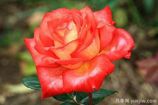 月季花品類(lèi)大全，月季花的5大品種(圖5)