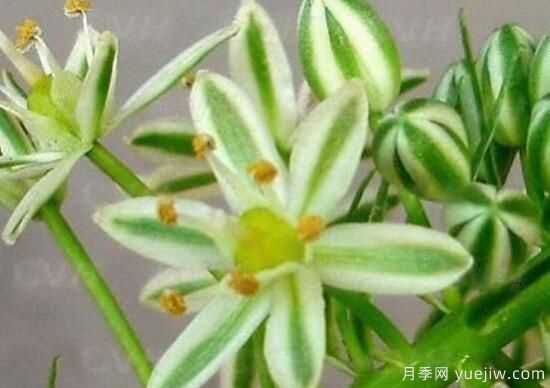 萬(wàn)年青種類及圖片大全，盤點(diǎn)做好看的六大種類(圖3)
