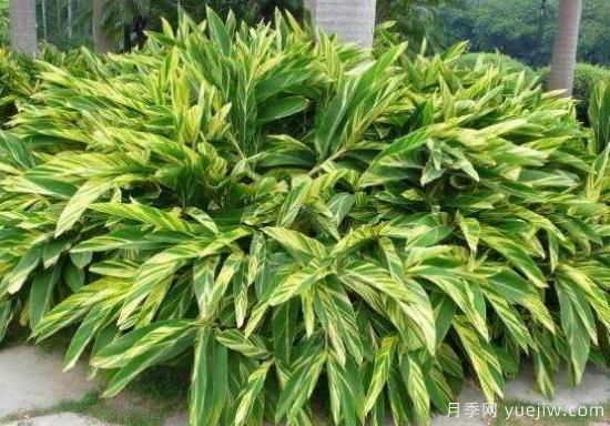 萬(wàn)年青種類及圖片大全，盤點(diǎn)做好看的六大種類(圖2)
